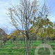 Carpinus betulus 500-600 cm draadkluit meerstammig