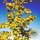 Ginkgo biloba 10-12 HO draadkluit
