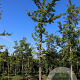 Ginkgo biloba 20-25 HO draadkluit