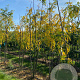 Gleditsia triacanthos 'Skyline' 300-350 cm draadkluit meerstammig