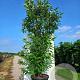 Halesia carolina 175-200 cm container meerstammig