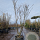 Hamamelis int. 'Westerstede' 175-200 cm container meerstammig