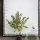 Heptacodium miconioides 175-200 cm container meerstammig