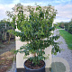 Heptacodium miconioides Tianshan 125-150 cm container 
