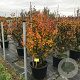 Parrotia persica Persian Spire 125-150 cm container 