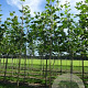 Platanus hispanica 'Malburg' 16-18 HO draadkluit