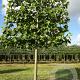 Platanus hispanica 'Malburg' 16-18 HO draadkluit lei 180x120