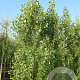 Populus nigra 'Italica' 12-14 cm draadkluit geveerd