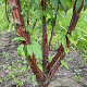 Prunus serrula 200-250 cm container meerstammig