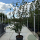 Prunus serrula 200-250 cm container meerstammig