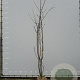 Prunus yedoensis 300-350 cm draadkluit meerstammig