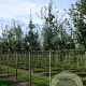 Quercus robur 25-30 HO draadkluit