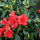 Rhododendron (F) 'Baden-Baden' 40-50 cm container