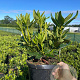 Rhododendron 'Cunningham's White' 40-50 cm 5,0L