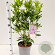 Rhododendron ponticum 40-50 cm 5,0L