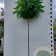 Robinia ps. 'Umbraculifera' 16-18 HO container boven vered. 225 cm stam