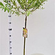 Salix integra 'Hakuro-nishiki' 90 cm stam 4,0L