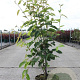 Amelanchier lamarckii 80-100 cm 5,0L