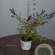Buddleja 'Blue Chip' GM C3