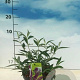 Buddleja d. 'Nanho Purple' 40-50 cm 3,0L