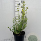 Euonymus fort. 'Emerald 'n' Gold' GM C5