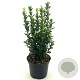 Euonymus jap. 'Green Spire' 20-30 cm 2,0L