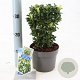 Euonymus jap. Paloma Blanca 20-25 cm 2,0L