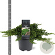 Juniperus procumbens 'Nana' 30-40 cm 5,0L