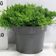 Juniperus procumbens 'Nana' 30-40 cm 5,0L