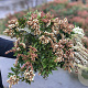 Pieris jap. 'Cupido' 30-40 cm 5,0L