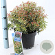 Pieris jap. 'Little Heath' 30-40 cm 5,0L