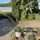 Spiraea nipp. 'Snowmound' 30-40 cm 2,0L