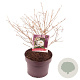 Viburnum plic. 'Watanabe' 30-40 cm 5,0L