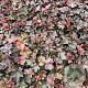 Heuchera m. 'Palace Purple' GM 2,0L