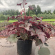 Heuchera m. 'Palace Purple' GM 2,0L