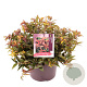 Leucothoe keiskei 'Royal Ruby' 25-30 cm 5,0L
