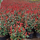 Photinia fraseri 'Carré Rouge' 60-70 cm 10L