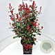 Photinia fraseri 'Carré Rouge' 60-70 cm 10L