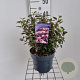 Physocarpus opulif. Little Joker 30-40 cm 3,0L