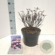 Physocarpus opulif. Little Joker 30-40 cm 3,0L
