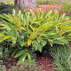 Alpinia zerumbet 'Variegata' 125-150 cm 20L