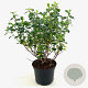 Escallonia 'Iveyi' 25-30 cm 2,0L