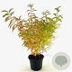 Prunus glandulosa 'Alba Plena' 30-40 cm 3,0L