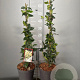 Trachelospermum jasminoides 50-60 cm 3,0L