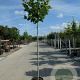 Acer plat. 'Globosum' 18-20 HO container 220 cm stam
