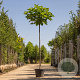 Catalpa bignonioides 'Nana' 25-30 HO container 220 cm stam