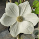 Cornus nuttallii 'Monarch' GM container