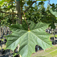 Acer platanoides 10-12 HO container