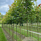 Acer platanoides 8-10 HO draadkluit