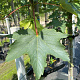 Acer pseudoplatanus 14-16 HO container